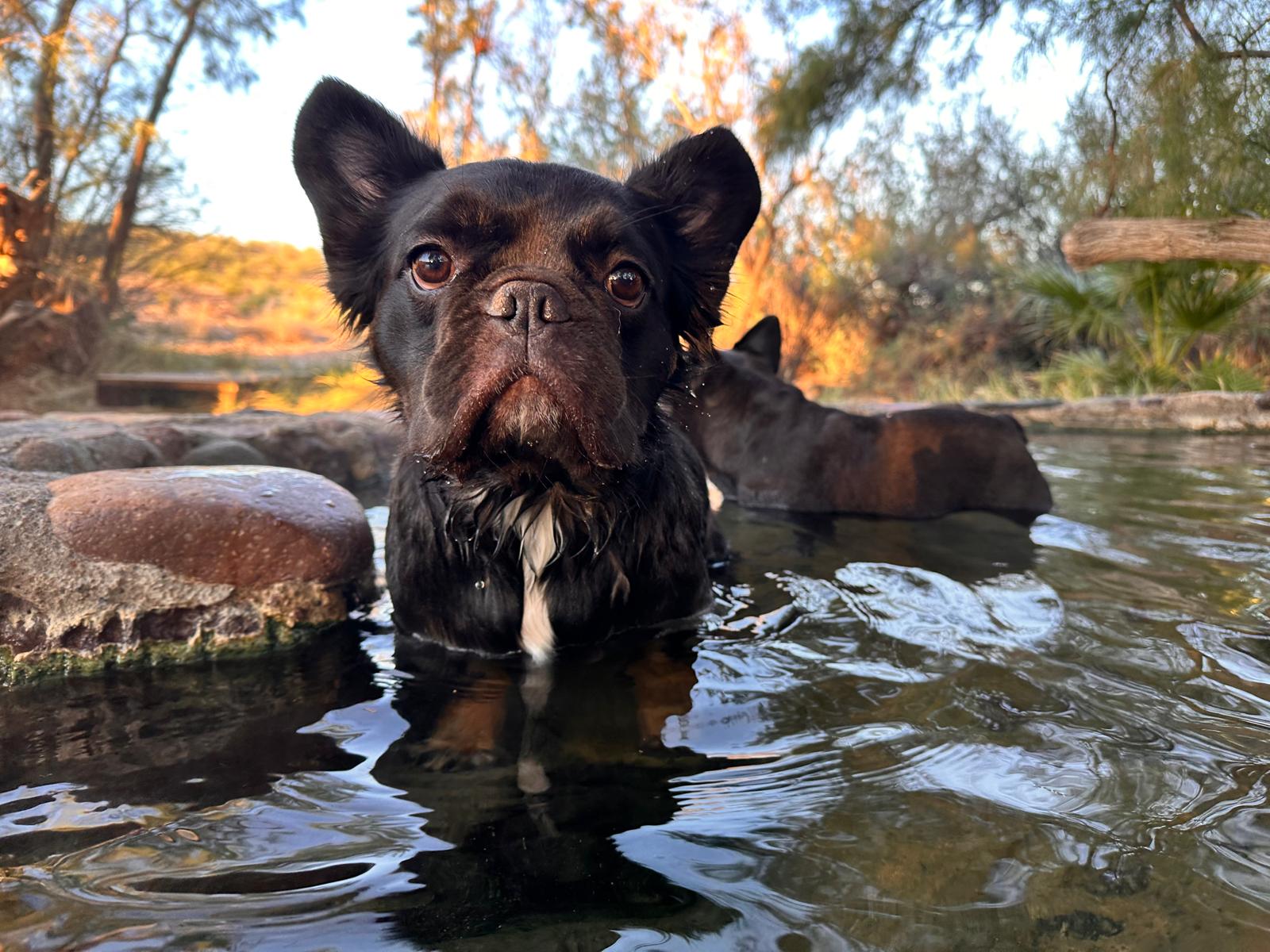 french bulldog in hot springs